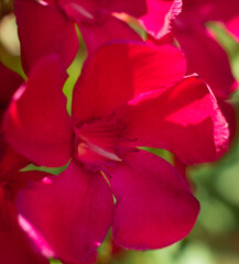 Fototapeta premium close up of red mangolia flower
