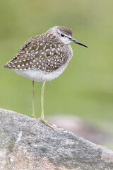The wood sandpiper ready to hunt (Tringa glareola)