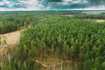 Aerial View Green Coniferous Forest Pines Woods Landscape In Early Spring Day. Top View Of Beautiful European Nature From Attitude. Drone View. Bird's Eye View