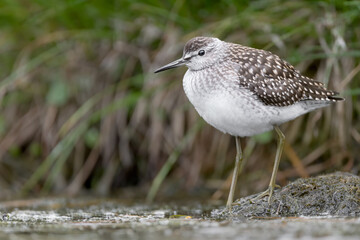 The wood sandpiper in the swamp (Tringa glareola)
