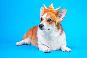 Funny dog pembroke welsh corgi in the crown, like a king, a prince on a blue studio background.