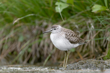 The Wood sandpiper ready to hunt (Tringa glareola)