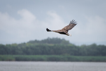 A large white-tailed eagle stands by the lake