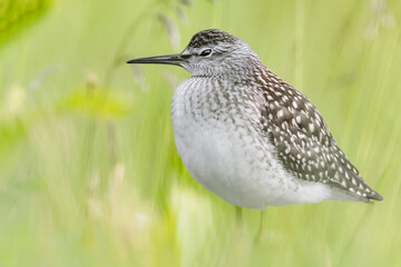 The wood sandpiper hidden in the swamp (Tringa glareola)