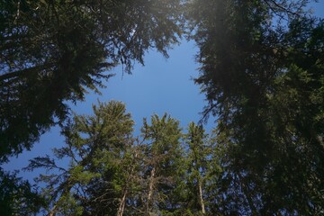 Ciel forêt les saises