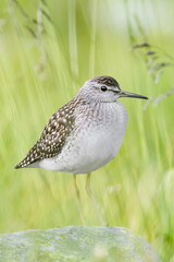 Amazing portrait of Wood sandpiper (Tringa glareola)
