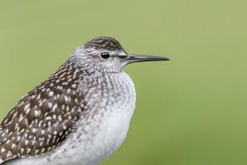 Extreme closeup of Wood sandpiper (Tringa glareola)