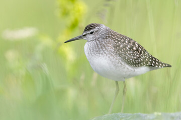 Wonderful portrait of Wood sandpiper (Tringa glareola)