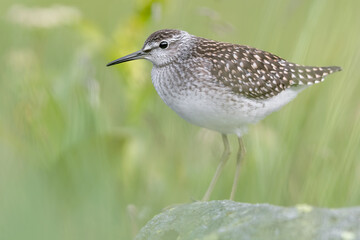 The beautiful Wood sandpiper (Tringa glareola)