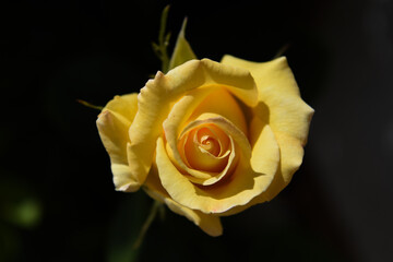 rosa con petali gialli 