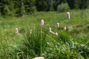 Fleurs rose montagne 