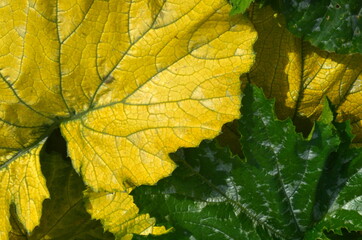 Naklejka na ściany i meble Yellow and green zucchini leaf grows in the garden