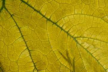 Close up on yellow Zuchinni leaf. Large yellow zucchini leaf texture