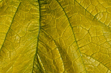 Obraz premium Close up on yellow Zuchinni leaf. Large yellow zucchini leaf texture