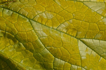 Obraz premium Close up on yellow Zuchinni leaf. Large yellow zucchini leaf texture