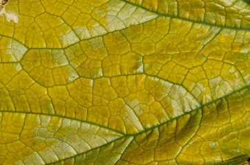Close up on yellow Zuchinni leaf. Large yellow zucchini leaf texture