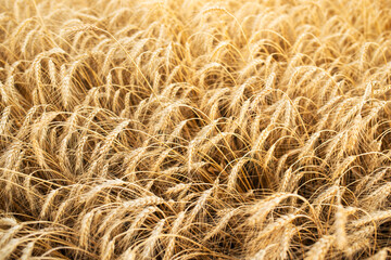 wheat harvest, ears of cereal in the field