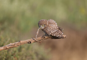Adult birds and little owl chicks (Athene noctua) are photographed at close range closeup on a blurred background. 