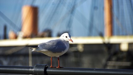 Panoramic shot of a seagull sitting on the balustrade with a blurred ship on a background