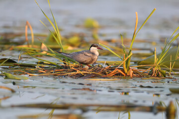 The whiskered tern (Chlidonias hybrida) are photographed close-ups near their nests in the soft...