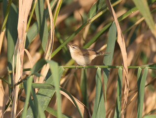 paddyfield warbler (Acrocephalus agricola) photographed in soft morning light. The bird sits on slender cane stalks against a beautiful background. Close-up detailed photo.