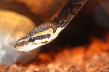  Königspython im Terrarium in Deutschland