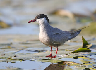 The whiskered tern (Chlidonias hybrida) are photographed close-ups near their nests in the soft...