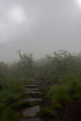 Gloomy forest in the fog. Path uphill