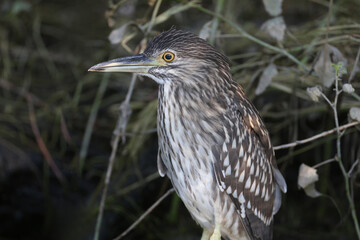 A young black-crowned night heron (Nycticorax nycticorax) is photographed very close up at close range. Identification signs and details of the bird's plumage are clearly visible.