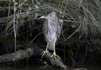 A young black-crowned night heron (Nycticorax nycticorax) is photographed very close up at close range. Identification signs and details of the bird's plumage are clearly visible.