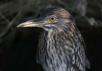 A young black-crowned night heron (Nycticorax nycticorax) is photographed very close up at close range. Identification signs and details of the bird's plumage are clearly visible.