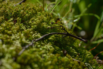 close up of a mossy stone