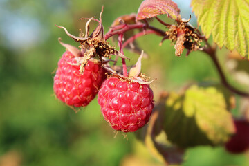 Ripe fresh raspberries on a branch. Close-up. Background.