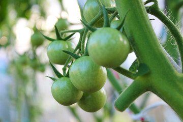 Green tomatoes growing in a greenhouse. Close-up. Background. Texture.