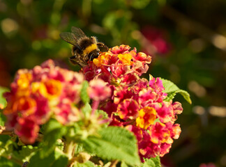    An insect on the flowers of the garden                            