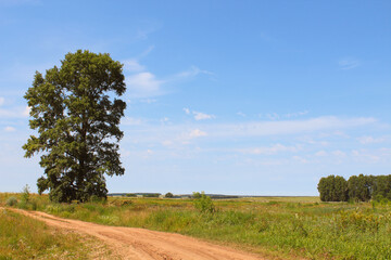 High lonely oak tree in the field. Background. Landscape.
