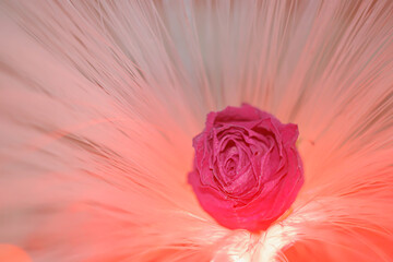 A deep pink dried rose in the colored light of a fiber optic lamp. Rose on the background of the threads of the lamp. Bokeh from the ends of the optical fibers.