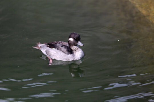 A small wild duck swims on a lake