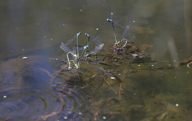 Close-up of couples of dragonflies making shapes during mating, near water.
