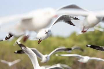 fly seagull in sky. birds immagration concept:
