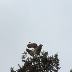 pajaro en el arbol