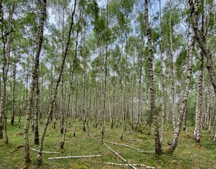 Obraz premium Birch trees in a forest near Ede in The Netherlands.