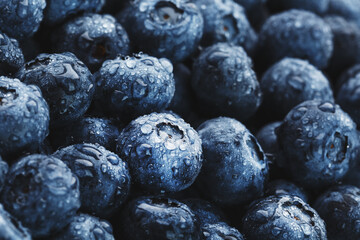 Juicy and ripe Blueberries close - up in full screen with dew drops.