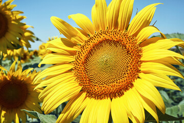 banner summertime blue sky clouds flower sunflower