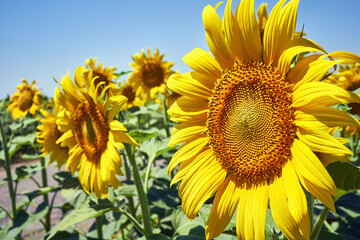 Obraz premium banner summertime blue sky clouds flower sunflower