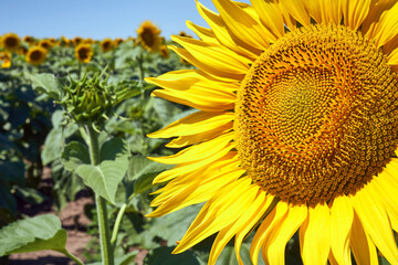 Obraz premium banner summertime blue sky clouds flower sunflower