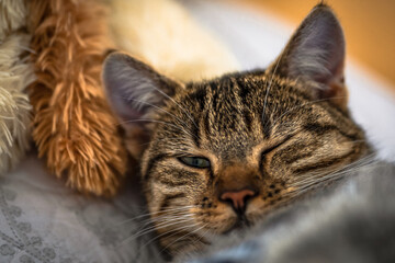 Mit den äugen einer Katze