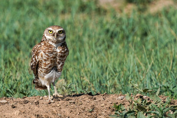 Burrowing Owl