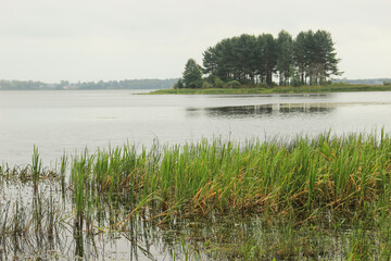 Landscape. Lake in a fog, the cattails near the shore and small island with pine trees.