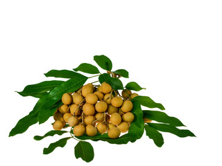 isolated longan fruit and green leaves with clipping path on white background / die-cut group of sweet Thailand fruit